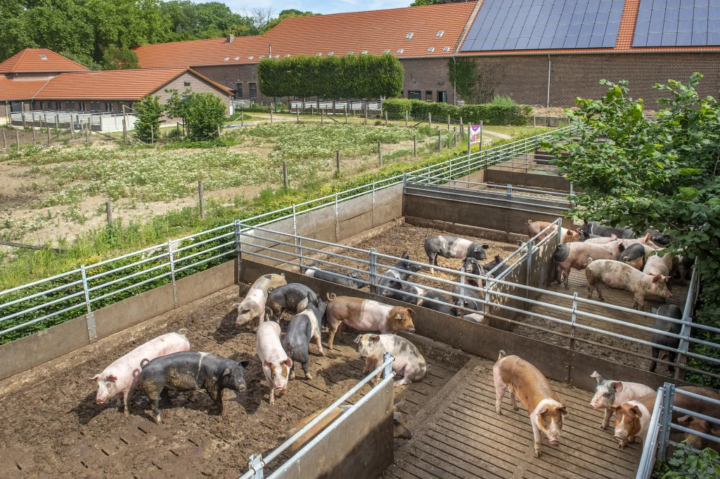 Livar kloosterboerderij met varkens