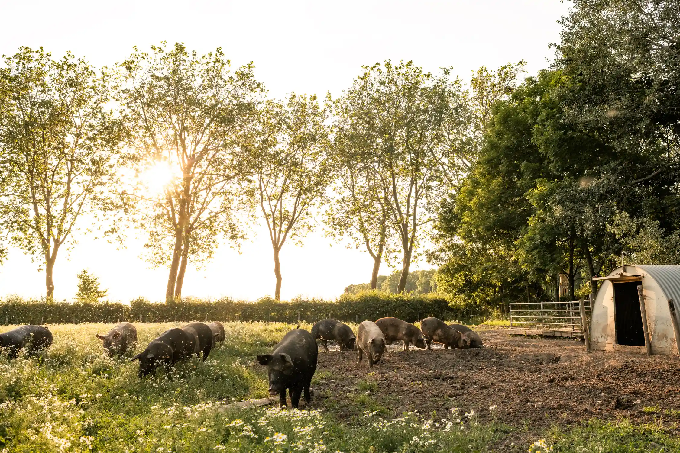 Livar varkens in de weide